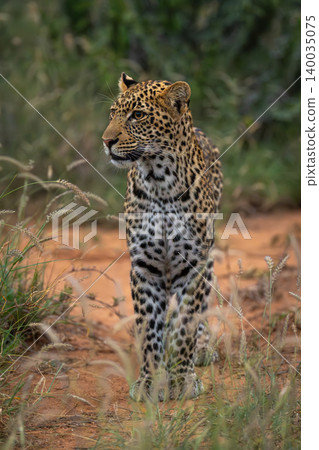 Male leopard cub stands in tall grass Male leopard cub stands in tall grass 140035075