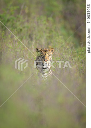 Male leopard sits in bushes watching camera 140035088