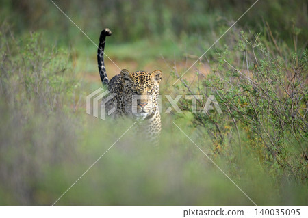 Male leopard walking between bushes towards camera Male leopard walking between bushes towards camera 140035095