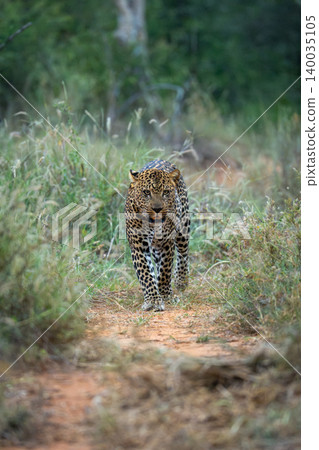 Male leopard walks toward camera between bushes Male leopard walks toward camera between bushes 140035105