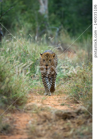 Male leopard walks toward camera in grass 140035106