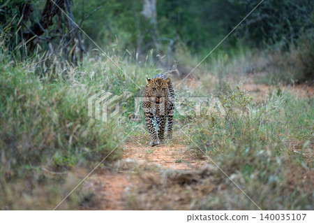 Male leopard walks toward camera through bushes Male leopard walks toward camera through bushes 140035107