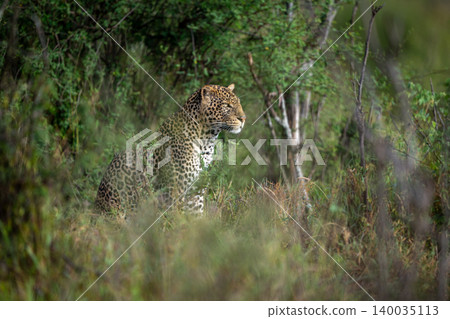Male leopard with catchlight sits in bushes Male leopard with catchlight sits in bushes 140035113