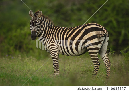 Plains zebra stands watching camera from clearing Plains zebra stands watching camera from clearing 140035117