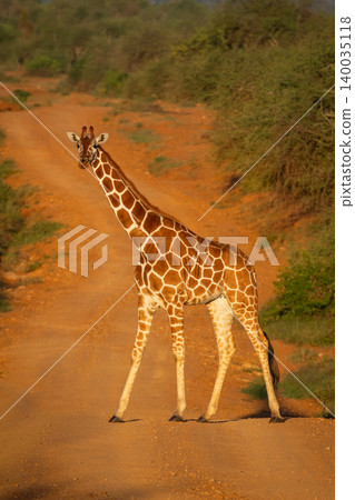 Reticulated giraffe crosses dirt track in sunshine Reticulated giraffe crosses dirt track in sunshine 140035118