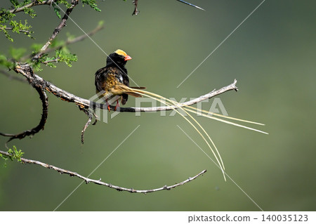 Straw-tailed whydah turning head on thorny bush Straw-tailed whydah turning head on thorny bush 140035123