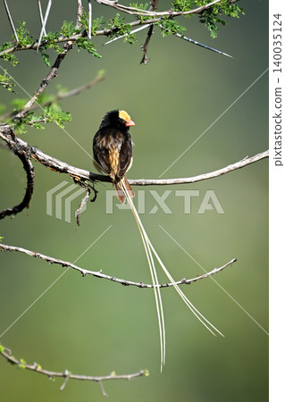 Straw-tailed whydah turns head on thorny bush Straw-tailed whydah turns head on thorny bush 140035124