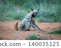Striped hyena sits grimacing on bare earth 140035125