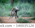 Striped hyena stands licking fur on back 140035126