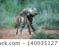 Striped hyena with catchlight stands licking fur 140035127