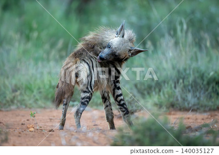 Striped hyena with catchlight stands licking fur Striped hyena with catchlight stands licking fur 140035127