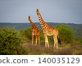 Two reticulated giraffes stand facing towards camera 140035129