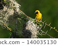 Village weaver cocks head by two nests 140035130