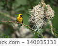 Village weaver on drooping branch by nest 140035131
