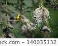 Village weaver on drooping branch near nest 140035132