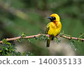 Village weaver on leafy branch turning head 140035133