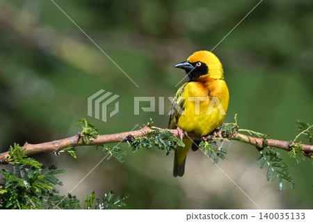 Village weaver on leafy branch turning head Village weaver on leafy branch turning head 140035133