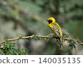 Village weaver on thorny branch with catchlight 140035135