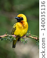 Village weaver turning head on leafy branch 140035136