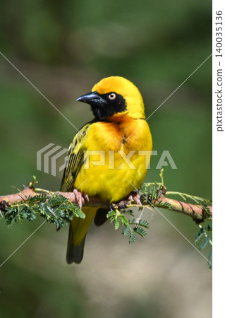 Village weaver turning head on leafy branch Village weaver turning head on leafy branch 140035136