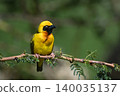 Village weaver turns head on leafy branch 140035137