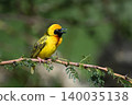 Village weaver with catchlight calls from branch 140035138