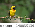Village weaver with catchlight on leafy branch 140035139