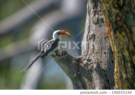 Von der Decken hornbill backlit on tree Von der Decken hornbill backlit on tree 140035140
