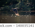 Yellow-billed duck flies backlit over tree-lined waterhole 140035141