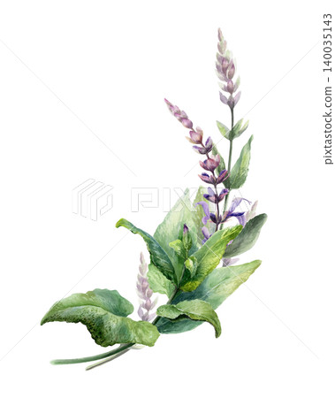 Sage bouquet watercolor illustration template. Corner medicinal salvia herb element with copy space for organic pharmacy branding, throat remedy packaging design, wellness greeting card 140035143