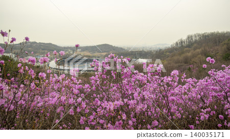 azalea azalea 140035171