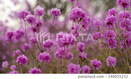 azalea 140035232