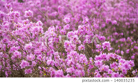 azalea azalea 140035235