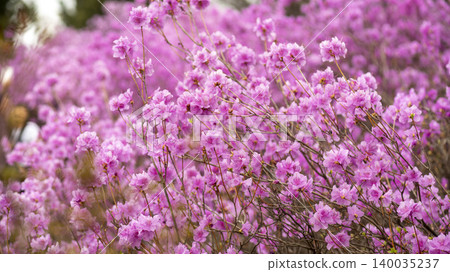 azalea azalea 140035237