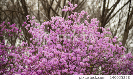 azalea 140035238