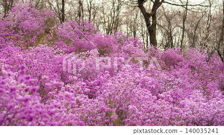azalea 140035241