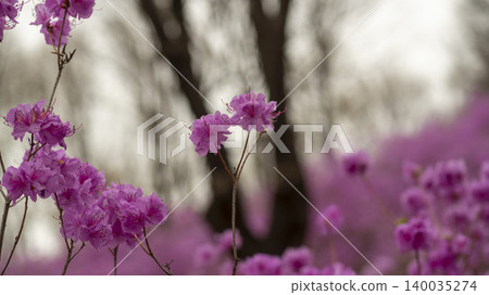 azalea azalea 140035274