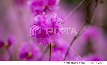 azalea 140035275