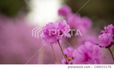 azalea 140035276