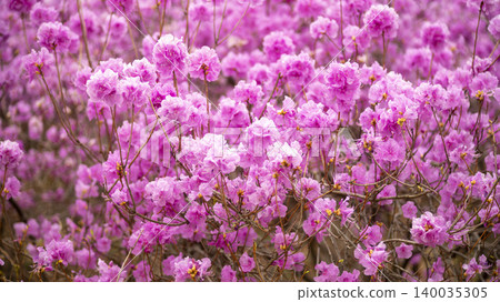 azalea azalea 140035305