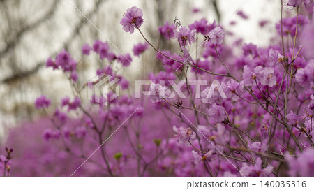 azalea azalea 140035316