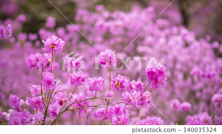 azalea azalea 140035324