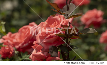 rose 140035404