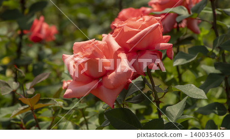 rose rose 140035405