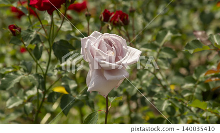 rose rose 140035410