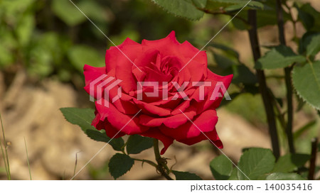 rose rose 140035416