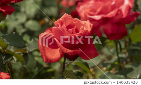 rose rose 140035420
