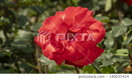 rose 140035424