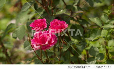 rose rose 140035432
