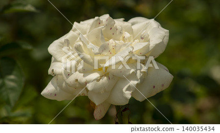 rose rose 140035434